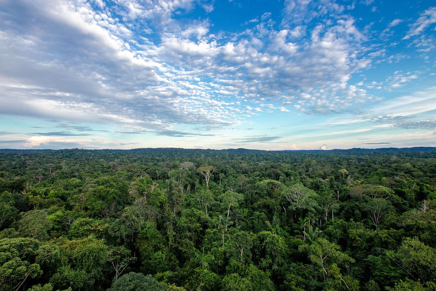 Brazil's Amazon Deforestation Hits Its Lowest Level Since Records Began in 1988