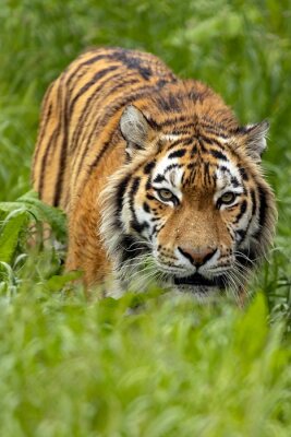 Tiger Kills Man Who Entered Enclosure at Yorkshire Wildlife Park